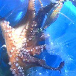 石津浜ではアオリイカ、湾内ではタコが好調